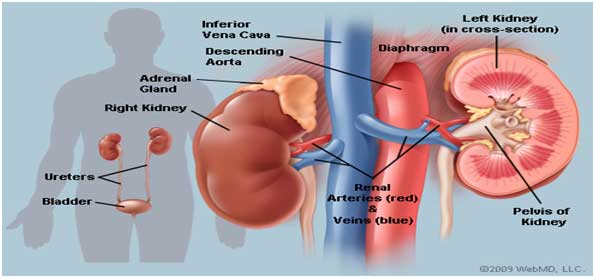 Organs of Elimination